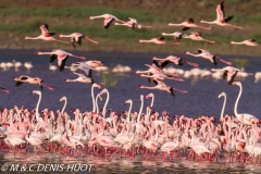 flamant nain et rose / lesser and greater flamingo