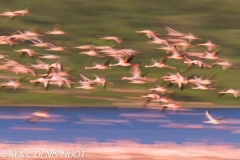 flamant nain / lesser flamingo