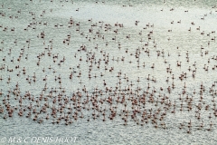 flamant nain / lesser flamingo