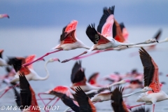 flamant rose / greater flamingo