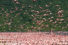 flamant nain / lesser flamingo