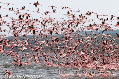 flamant nain / lesser flamingo