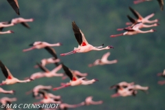 flamant nain / lesser flamingo