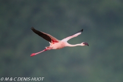 flamant nain / lesser flamingo