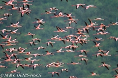 flamant nain / lesser flamingo