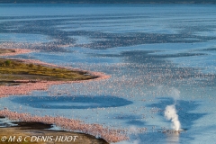 flamant nain / lesser flamingo