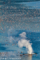 flamant nain  / lesser flamingo