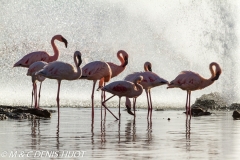 flamant nain / lesser flamingo