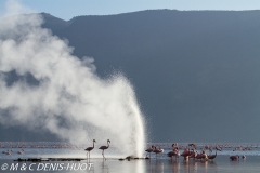 flamant nain / lesser flamingo