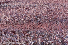 flamant nain / lesser flamingo