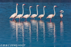 flamant rose / greater flamingo