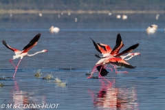 flamant rose / greater flamingo