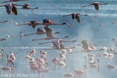 flamant nain / lesser flamingo