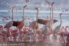 flamant nain et rose / lesser and greater flamingo