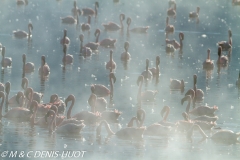 flamant nain / lesser flamingo