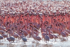 flamant nain / lesser flamingo