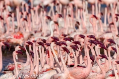 flamant nain / lesser flamingo