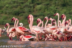 flamant nain / lesser flamingo