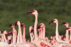 flamant nain / lesser flamingo