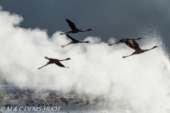 flamant nain / lesser flamingo