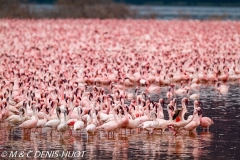 flamant nain / lesser flamingo