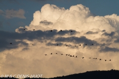 flamant nain / lesser flamingo