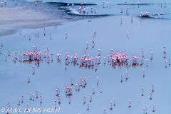 flamant nain / lesser flamingo