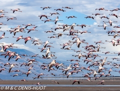 flamant nain / lesser flamingo