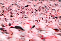 flamant nain / lesser flamingo