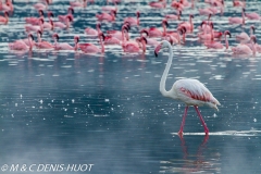 flamant rose / greater flamingo