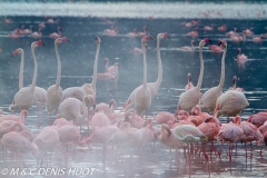 flamant nain et rose / lesser and greater flamingo