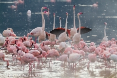 flamant nain et rose / lesser and greater flamingo