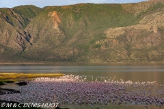 flamant nain / lesser flamingo