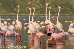 flamant nain et rose / lesser and greater flamingo