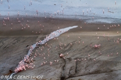 flamant nain / lesser flamingo