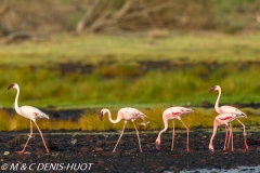 flamant nain / lesser flamingo