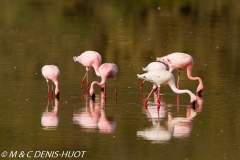 flamant nain / lesser flamingo