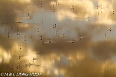 flamant nain / lesser flamingo