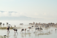 flamant rose / greater flamingo