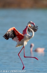 flamant rose /  greater flamingo