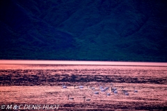 flamant nain / lesser flamingo