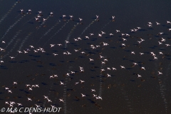 flamant nain / lesser flamingo