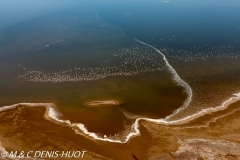 flamant nain / lesser flamingo