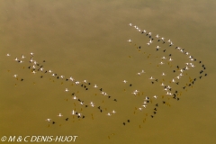 flamant nain / lesser flamingo