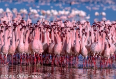 flamant nain / lesser flamingo