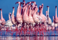 flamant nain / lesser flamingo