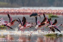 flamant nain / lesser flamingo