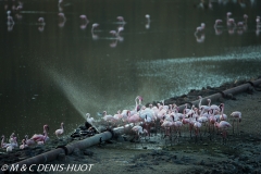 flamant nain / lesser flamingo