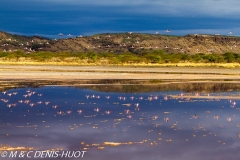 flamant nain / lesser flamingo