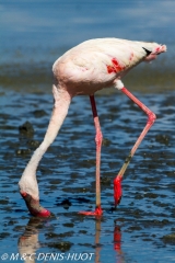 flamant nain  / lesser flamingo